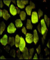 ATP5O Antibody (N-term)